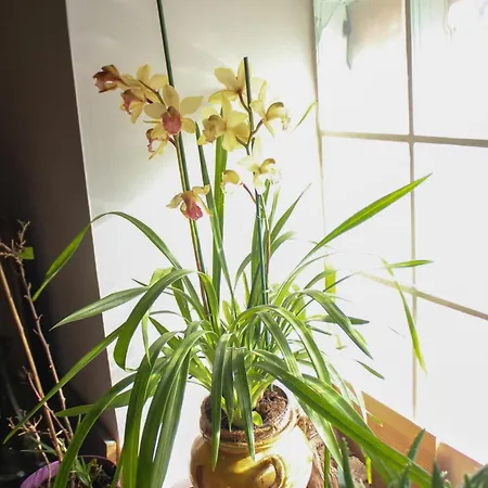 Le Loft Moliere Appartement Pézenas